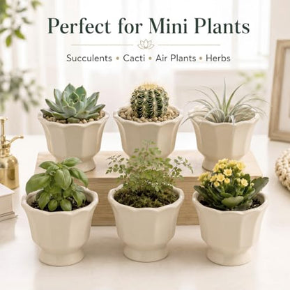 6 Pcs Mini Scalloped Succulent Pots 3.4 Inch Small Planters - style: Lotus Edge Style