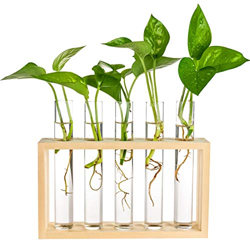 Wooden Propagation Station with 5 Glass Test Tubes, Tabletop Glass Terrarium Holder for Plant Cuttings Hydroponics, Home Office Desk Decor Gift for Women Mom Plant Lovers, Beige - color: Beige, size: 5 Test Tube