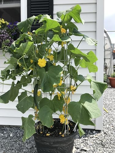 Cedar Ridge Square Foldable Potted Vegetable Cage – Heavy-Duty Plant Support for Containers & Small-Space Gardens – Ideal for Tomatoes, Peppers & Climbing Plants. Made in USA (9x40) – 3-Pack - size: 9 x 40 inches