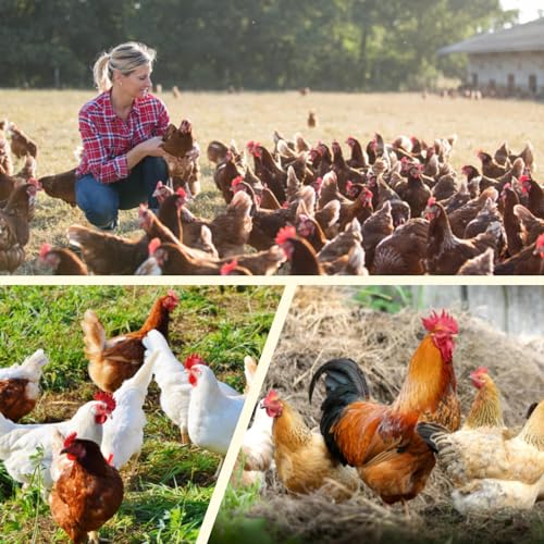 Plastic Wire Mesh Fence 16in x 10Ft Plastic Chicken Wire Mesh for Poultry, Dogs, Rabbit, Snake Barrier & Gardening Versatile Plastic Fencing (16in x 10Ft, White) - color: White, size: 16in x 10Ft