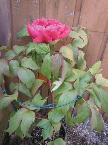 Luster Leaf 978 Double Peony Flower Support - style: Double Ring
