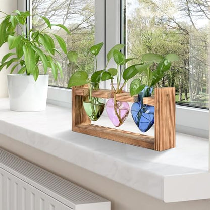 Plant Terrarium Propagation Stations Hydroponics - color: Mixed Color