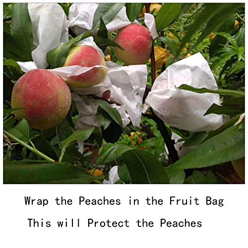 Fruit Protection Bags 100pcs Eco-Friendly Paper Cover Bags 7.8X11inch, Fruit Bags for Fruit Trees, Orchard, Trees, Frost, Plants (20 x 28 in)… - size: 22x26 cm