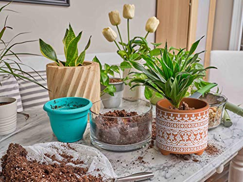 D'vine Dev 2-Pack Terracotta Pots, 4/6 in, Terracotta Bloom, 31-953-F-1 - style: Terracotta Bloom