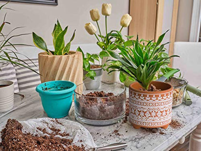 D'vine Dev 2-Pack Terracotta Pots, 4/6 in, Terracotta Bloom, 31-953-F-1 - style: Terracotta Bloom
