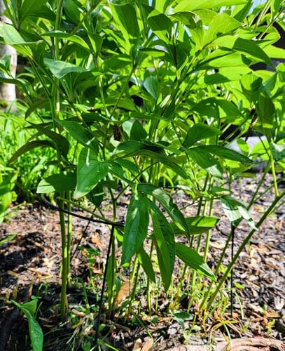 6 Pack 24 Inch High Plant Stake,Garden Plant Support,Half-Round Peony Cage Plant Ring Hoop - size: 9.5x24Inch-6Pack