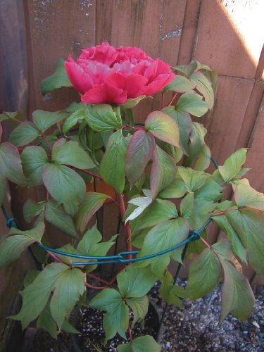 Luster Leaf 977 Medium Single Peony Flower Support - style: 14” Ring