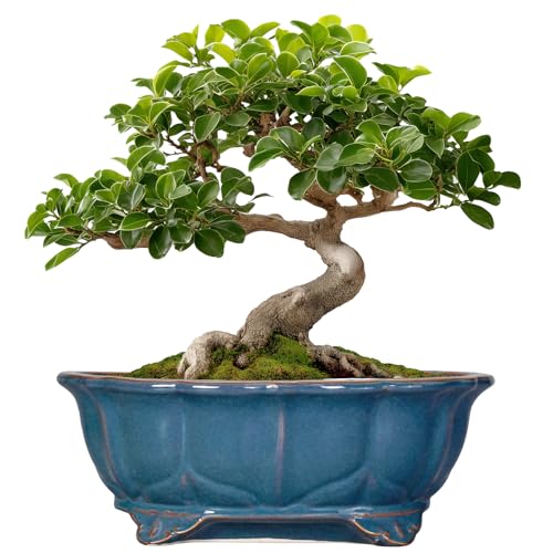 Bonsai Tree Pot - 11 Inch Ceramic Succulent Pots, Bonsai Planter for Indoor Outdoor, Decorative Plant Pot with Drainage Hole, Oval Flower Pot, Home Garden Decor, Garden Gifts, Retro Blue - color: Oval Blue, size: 11 Inch