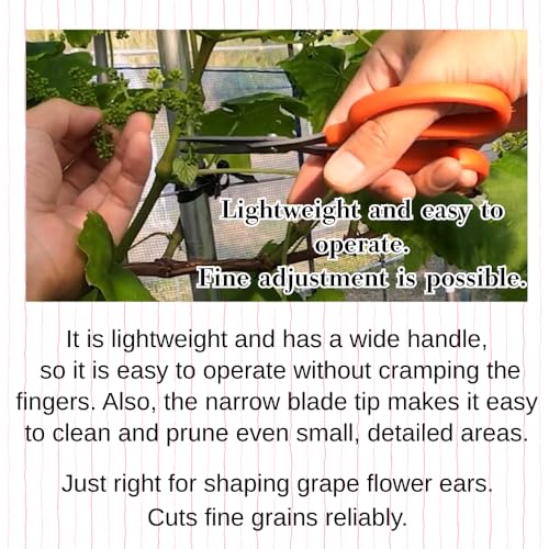 CHIKAMASA B-500SF Japanese Gardening Shears (2-Pack) with a Bonus Microfiber Cleaning Cloth - Fluorine Coated Stainless Steel Precision Trimmers for Grapes, Herbs, and Bonsai