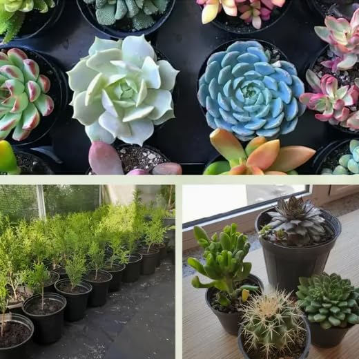 10Pcs 2.16Inch Square Black Plastic Nursery Pots, Mini Succulent Plant Seedling Pots with Drainage Holes for Cactus, Herb, Small Houseplants - color: Black, size: 10Pcs