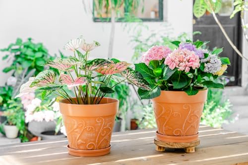 Melphoe Plant Pots Indoor with Drainage & Saucer, 2Pack 10 inch Flower Pots Outdoor Planters for Indoor Plants Garden Home Decor Cactus Succulent, Rigid Plastic (Imitation-Terracotta) Vine-Embossed - color: Terracotta Color, size: 10 inch