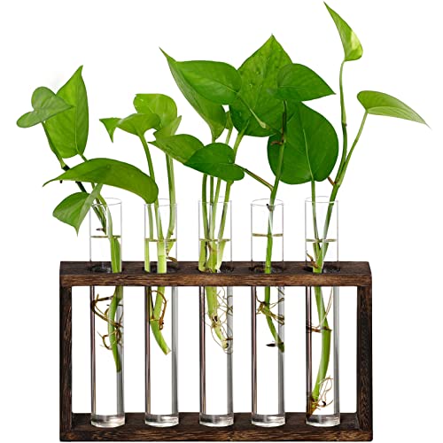 XXXFLOWER 5Test Tube Plant Propagation Station Plant Terrarium Wooden Stand - size: 5 Glass Tubes Vases