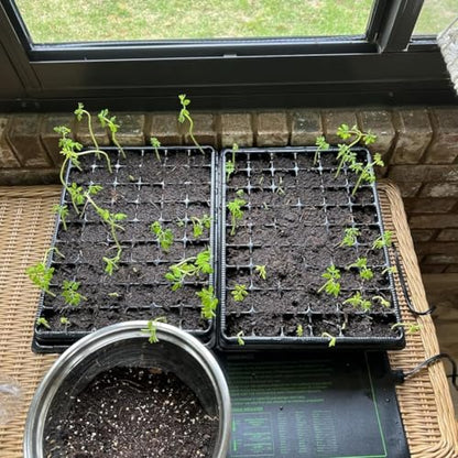 3-Pack Seed Starter Trays with 5" Tall Humidity Domes & 54-Cell Deep Trays - size: 3p Trays+Domes+54 Cells
