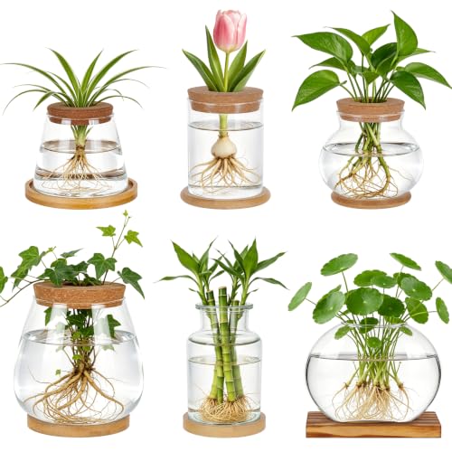 6PCS Plants Propagation Stations Glass Propagation Vases Jar, Planter Terrariums with Wooden Lid and Bamboo Stand Desktop, Hydroponic Vase for Plant Growing Home Office Tabletop Decor