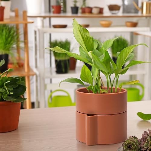 Phoenix Vine 6.5 Inch Self-Watering Planter Pot with Terracotta Insert, Deep Water Reservoir, and Ceramic-Alike BPA-Free Plastic Pot for Plant, Modern Planter for Houseplants, Terracotta, 53-A-S-3 - color: Terracotta, size: 6.5 Inch