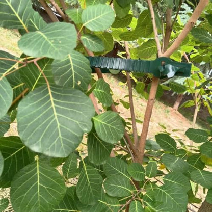 Tree Ties for Support Tree Support Straps Green, 23.6 Inch, 5pcs