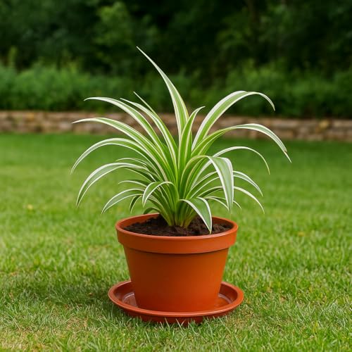 30 Pack Plant Saucer 5 Inches Plastic Drip Trays to Catch Water, Red - color: Red, size: 5 inch