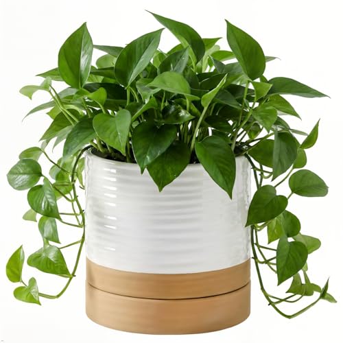 HASENSE 6 Inch Indoor Plant Pot, Ceramic Flower Planter with Drainage Hole and Saucer, Modern Pots for Plant with Two-Tone Design, Perfect for Wedding Birthday Gift, White-Brown - color: White & Terracotta, size: 6 Inch (Standard, 1 pcs)