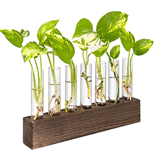 KAXYEW Desktop Glass Plant Propagation Station Test Tube Plant Terrarium in Wooden Stand for Hydroponic Plants Cutting Office Home Decoration - color: Brown, size: 7 Tubes