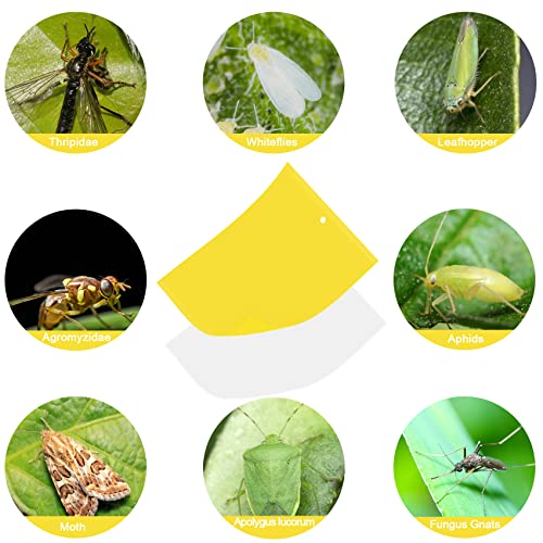 30 Pack Yellow Sticky Traps Fruit Fly Trap, Double-Sided Fungus Gnat Trap - size: 30Packs