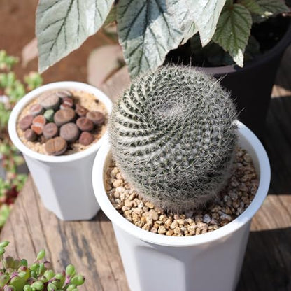 10 Pack 5.30 Inch White Plastic Deep Nursery Pot and Seedling Planter for Succulent, Cutting, Transplanting - color: White, size: 5.30 inch