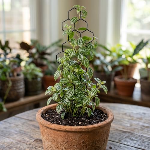 Gjinxi 2 Pcs Indoor Plant Trellis Houseplant Trelli,12 inch Plastic Trellis