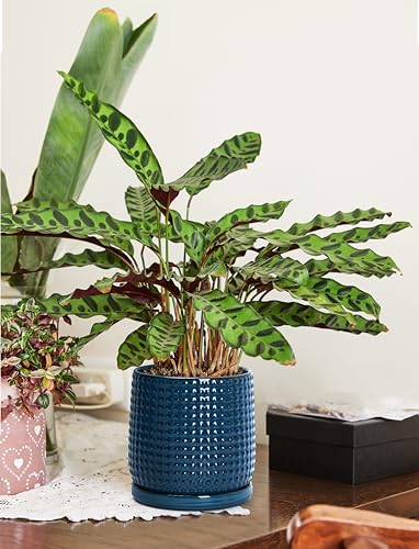 D'vine Dev Beaded Ceramic Pot with Saucer, 6 in, Midnight Blue, 27-C-X-3 - color: Midnight Blue, size: 5.8 Inch
