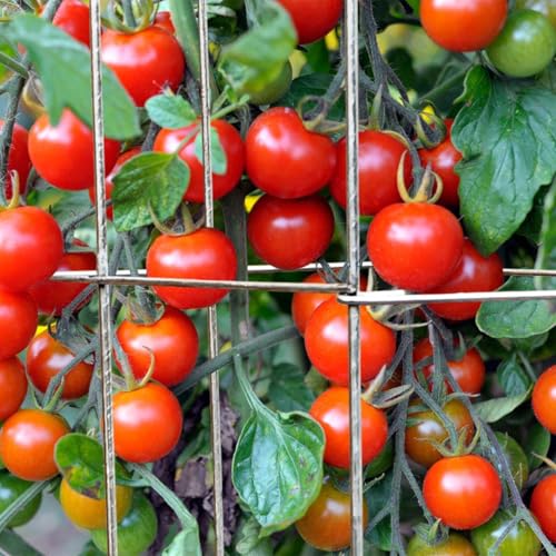 2 Pack 12x39 Inch Galvanized Folding Square Tomato Cages - size: 39in Sq-Galvanized-2Pack