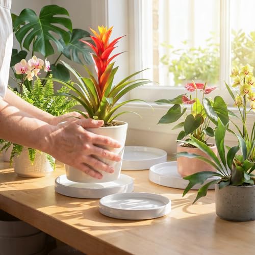 Ceramic Plant Saucer 6.5 Inch 2 Pack White, Fits Pot Base Under 6 Inch - size: 6.5in 2pack