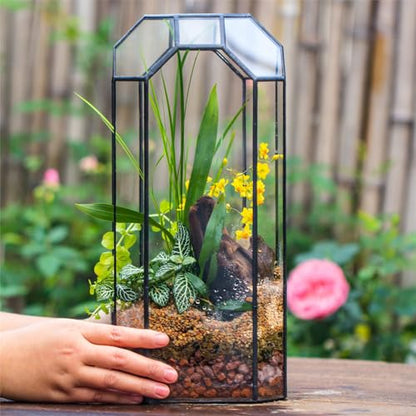 NCYP No Door Glass Geometric Octagon Open Terrarium 5.5"x5.5"x12.8"