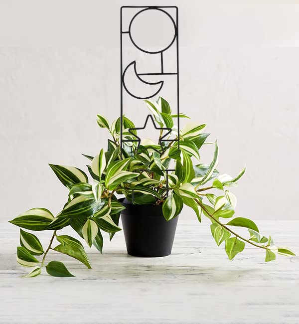 Wellsign 15.94Inch Plant Trellis for Climbing Plants Indoor Outdoor - size: Black-Metal-Trellis02
