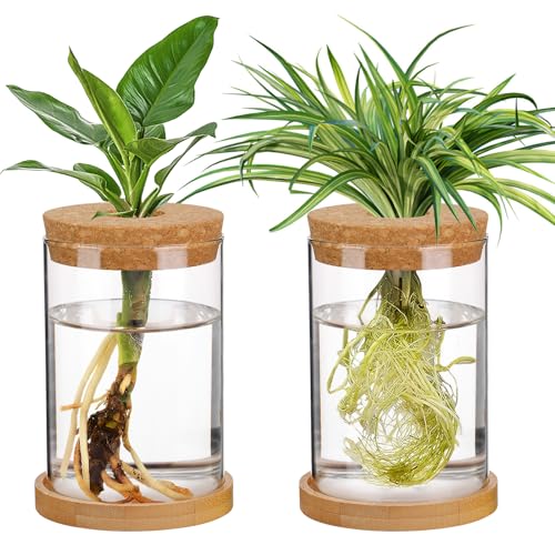 Biggun 2 Pcs Glass Plants Propagation Stations for Home Office Decor