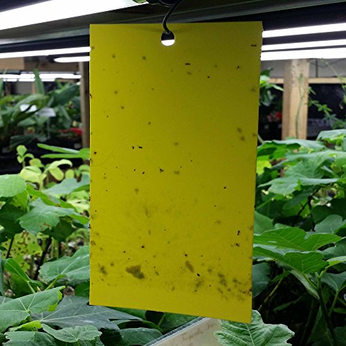 Yellow Sticky Traps Pack of 5 for: thrips whiteflies aphids - non-toxic [FERT16]