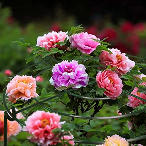 TCBWFY 8 Sets Peony Support Cage, 12" Dia x 24" High, Heavy Duty Metal Plant Support, Grow Through Hoops Grids, 4mm Legs, Green, Round - size: 12"DX24"H-8PCS
