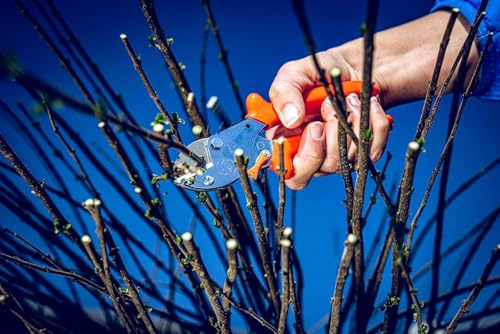 Original LÖWE 5 Professional Anvil Pruning Shears 5.107 with Stainless and Non-Stick Coated Steel Blade - Handy and Lightweight Pruning Shears Ideal for Cutting Apple Trees, Pear Trees & Orchard Work - style: Inward curved handle