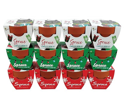 BUZZY Seeds Holiday Spruce Grow Kit 12-Pack, Terracotta Pots, Tree Gift - color: 12pk Holiday Spruce