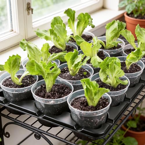 homenote 4 Inch Seed Starter Trays 2 Pack, 12-Cell - size: 4 Inch, style: 2 Pack Tray+Pots+Dome+Grow Light