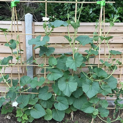 Plant Stakes 4FT, Natural Bamboo Stakes, 25Pcs Sturdy Bamboos Garden Stakes - size: 48 inches, 25 pack