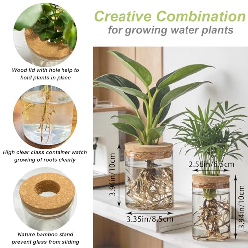 Glass Propagation Stations, 2 Large & 2 Small Desktop Flower Vases