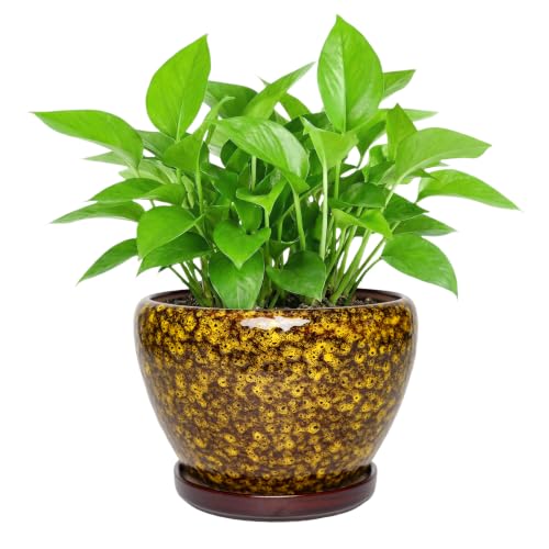Ceramic Planter with Saucer for Indoor Outdoor Plants (8.7 Inch) - color: Speckled Yellow, size: 8.7 Inch