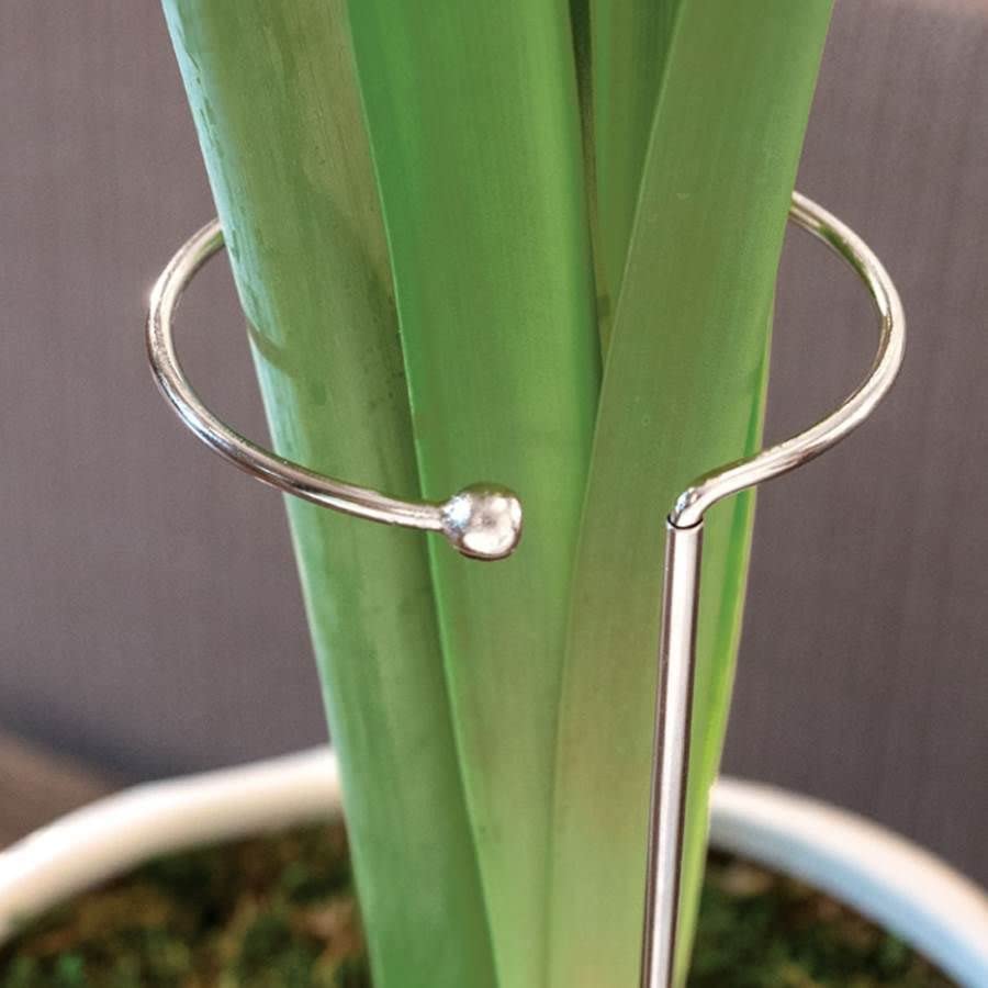 Jackson & Perkins Adjustable Amaryllis Stake – Silver Metal Plant Support Ring for Upright Blooms, Single Piece, 5–15 Inch Height with 3.5 Inch Diameter, Perfect Addition to Amaryllis Gifts