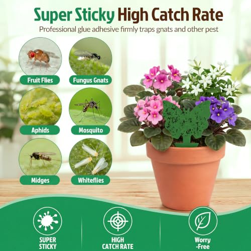 100 Pack Gnat Traps, Double Sided Plant Sticky Traps for Indoor Bug, Green - color: Green