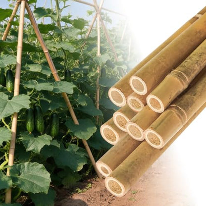 Natural Bamboo Plant Stakes (8ft-10PCS) - size: 8ft-10PCS