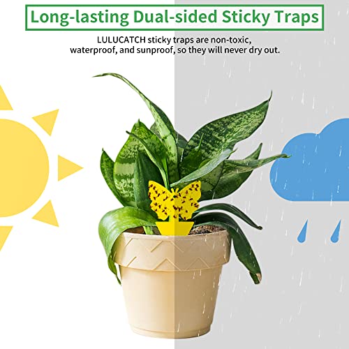 LULUCATCH Fruit Fly Sticky Trap 24 Pack, Yellow Sticky Trap Safe Gnat Traps, Super Sticky Fly Trap for Indoor, Outdoor, Kitchen, Insect Catcher for White Flies, Mosquitos, Fungus Gnats, Flying Insects - size: 24 Pack