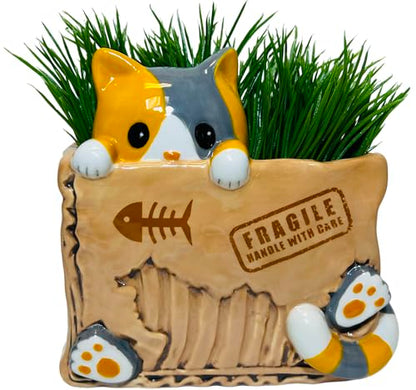 Streamline Imagined Cat in the Box Planter - color: Cat in the Box