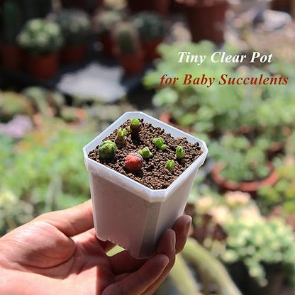 120 Pack 2.70 Inch Clear Plastic Square Nursery Pot