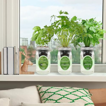 Hydroponic Herb Growing Kit Set, Self-Watering Mason Jar Herb Garden Starter Kit Indoor, Windowsill Herbs Garden, Grow Your Own Herbs from Organic Seeds (Basil, Cilantro and Parsley) - color: Basil, Cilantro & Parsley