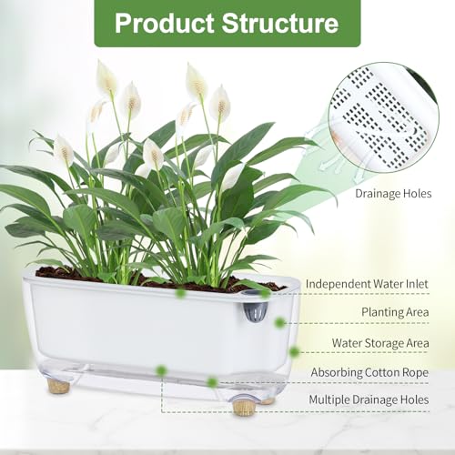 Oliz Self-Watering Planter with Coco Coir, Clear Modern Rectangular Pot