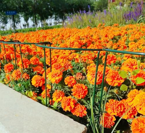 6 Pack 24 Inch High Plant Stake,Garden Plant Support,Half-Round Peony Cage Plant Ring Hoop - size: 9.5x24Inch-6Pack