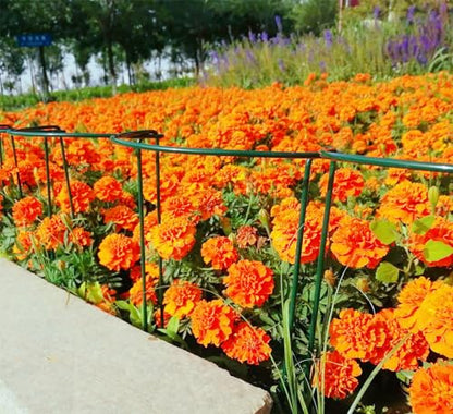 6 Pack 24 Inch High Plant Stake,Garden Plant Support,Half-Round Peony Cage Plant Ring Hoop - size: 9.5x24Inch-6Pack